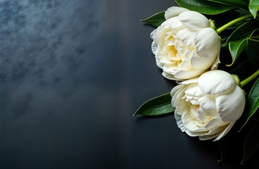 Two fresh white peonies on dark background. Blank condolence card. Ideal for expressing sympathy condolences. Close up top view. Suitable for funeral arrangements, anniversaries, memorials.