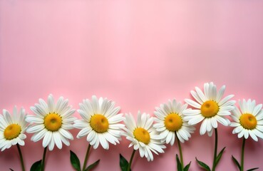 Fototapeta premium Beautiful white daisies arranged in horizontal row on soft pink background. Springtime floral design for various special occasions. Minimalist composition perfect for postcards greeting cards for
