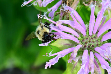 bee on a flower