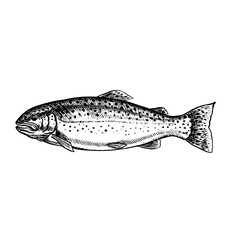 Trout. Vector, hand-drawn graphic illustration. Black and white image of seafood. Separate from the background. Perfect for menus, recipe books, packages, labels, invitations, and more.