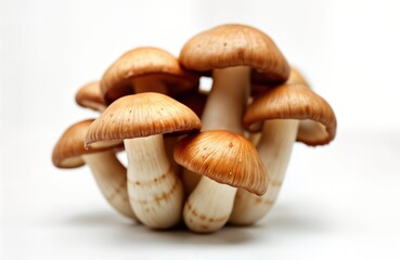 Fototapeta premium Closeup view of several brown beech mushrooms, shimeji mushrooms on white background. Mushrooms clustered together, natural texture. Isolated, look fresh. Image perfect for beauty of edible fungi.