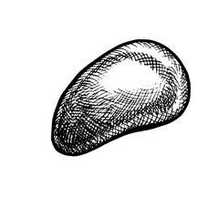 The sea stone. Hand-drawn vector illustration. Black and white image of the beach element. Separate from the background. Perfect for packaging, labels, postcards, invitations and more.