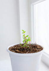 Mint grows in a stylish white pot, decorating the interior, on the windowsill as an ornamental plant, creating an eco-friendly atmosphere at home, and creating a spring mood