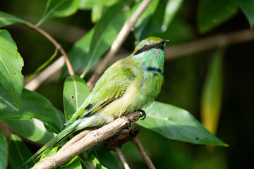 Green Bee-Eater birds perched on a branch are looking for insects to be eaten