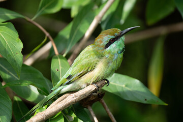 Colorful bee-eater bird perch side view photograph