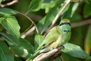 Green Bee-Eater birds perched on a branch are looking for insects to be eaten