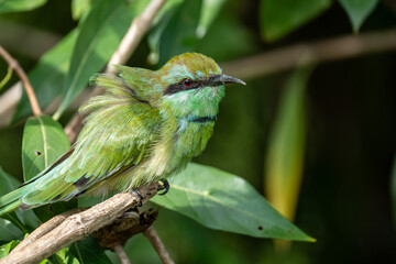 Green Bee-Eater birds perched on a branch are looking for insects to be eaten