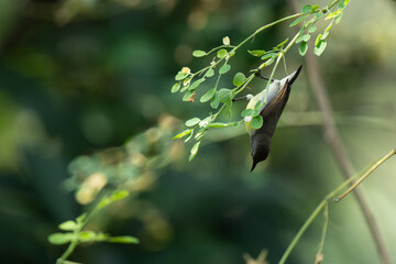 birds living in their natural habitat