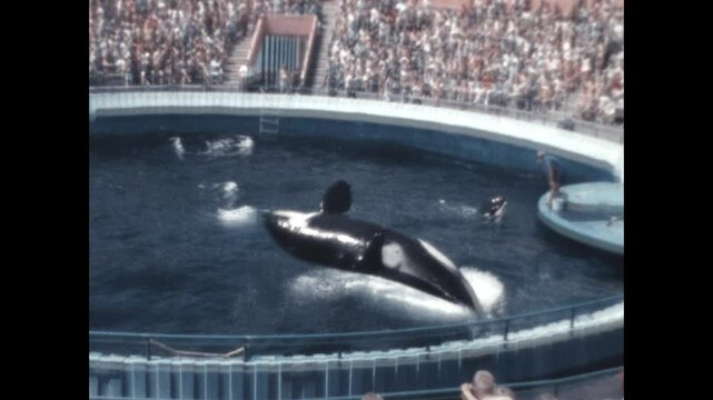 Orca Show 1970 - An orca whale performs tricks and splashes a crowd of onlookers in a marine pool in 1970.