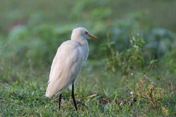 A closeup shot of a cattle egret walking on the grass
