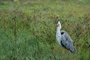 Grey heron in sunlight in fresh mowed meadow.