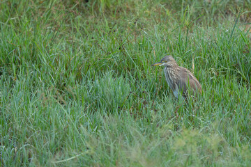 Indian pond heron is an Asian freshwater bird of the heron family