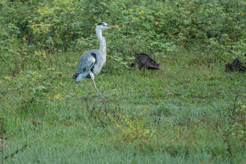 Fototapeta premium Grey heron in sunlight in fresh mowed meadow.