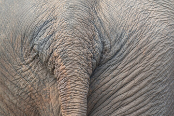 Close up tail of the elephant