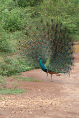 Obraz premium A beautiful peafowl in a park with trees in the background