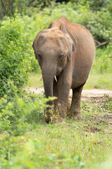 Fototapeta premium Wild elephant sri lanka yala