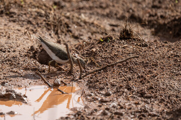 Common sandpiper  feeding on the ground in nature
