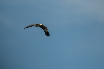 White-bellied sea eagle  in flight in blue sky