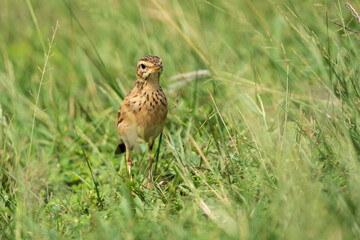 Paddy Field Pipit (Anthus rufulus) bird standing on grass