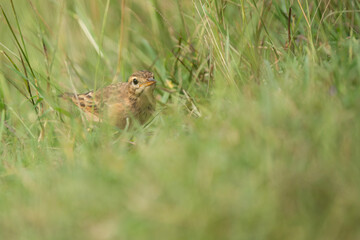 Paddy Field Pipit (Anthus rufulus) bird standing on grass
