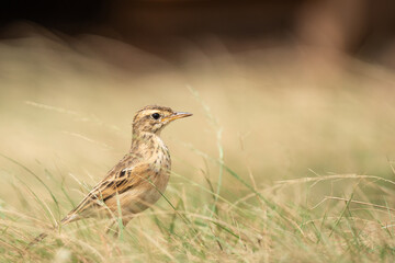 Paddy Field Pipit (Anthus rufulus) bird standing on grass