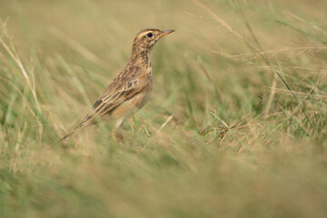 Paddy Field Pipit (Anthus rufulus) bird standing on grass