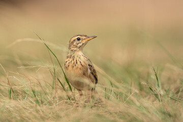 Paddy Field Pipit (Anthus rufulus) bird standing on grass