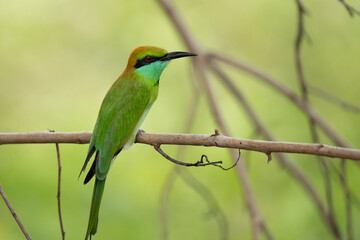 Green Bee-Eater birds perched on a branch are looking for insects to be eaten