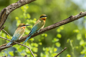 Blue-tailed Bee Eater in Sri Lanka