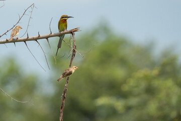 Green Bee-Eater birds perched on a branch are looking for insects to be eaten