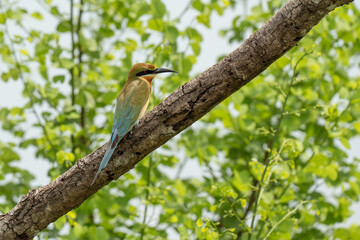 Green Bee-Eater birds perched on a branch are looking for insects to be eaten