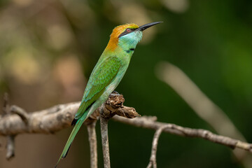 Green Bee-Eater birds perched on a branch are looking for insects to be eaten