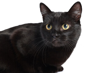 Cute black cat on white background. Adorable pet