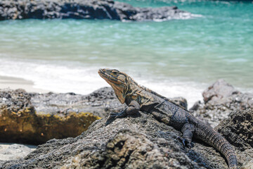 Black spiny-tailed iguana sunbathing on a beach in Manuel Antonio Park.