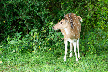 deer laying and relaxing after grass grazing at green field