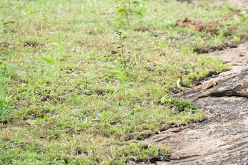 Western yellow wagtail on grass,