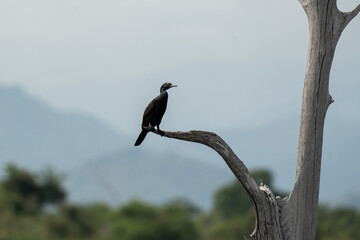 Great cormorant at tree branch perch