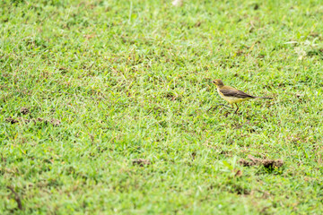 Western yellow wagtail on grass,