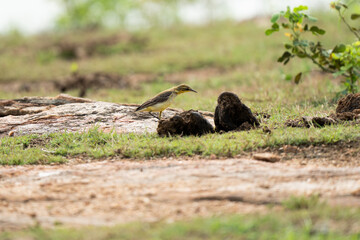 Western yellow wagtail on grass,