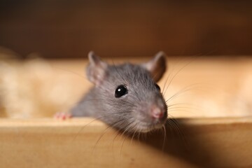 Fototapeta premium Grey rat in wooden crate on blurred background, closeup. Pest control