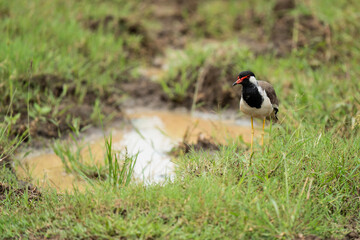 Red-wattled lapwing on an open field 