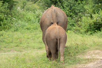 Fototapeta premium Parent and child of elephants in yala national park