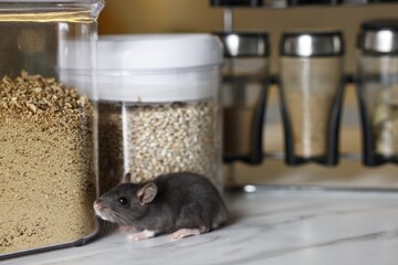 Grey rat looking for food on white marble table, space for text. Pest control