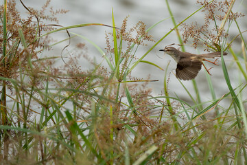 Plain Prinia Latin name: Prinia inornata