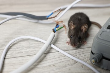 Rat near chewed electric wires on floor indoors. Pest control