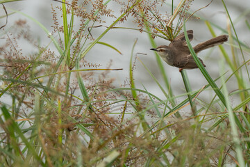 Plain Prinia Latin name: Prinia inornata