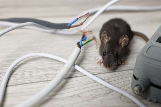 Rat near chewed electric wires on floor indoors. Pest control