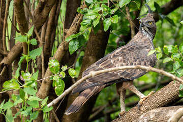 Crested Hawk Eagle in national park 