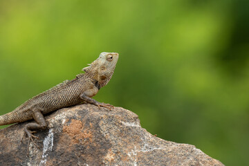 Oriental garden lizard (Calotes versicolor) sitting on a stone