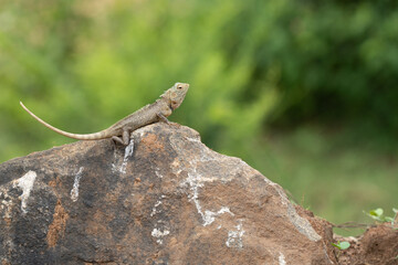 Oriental garden lizard (Calotes versicolor) sitting on a stone